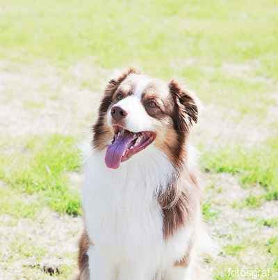 Fotograf Piteå Norrbotten Sverige Pitchaya (Individuellt porträtt endast 1,500 kr)